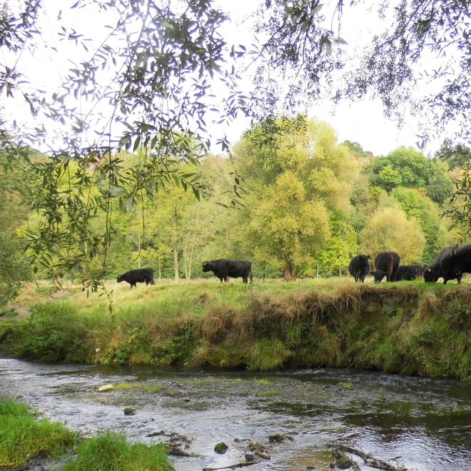 Natuurontwikkeling in het Belgische Geuldal bij Plombieres