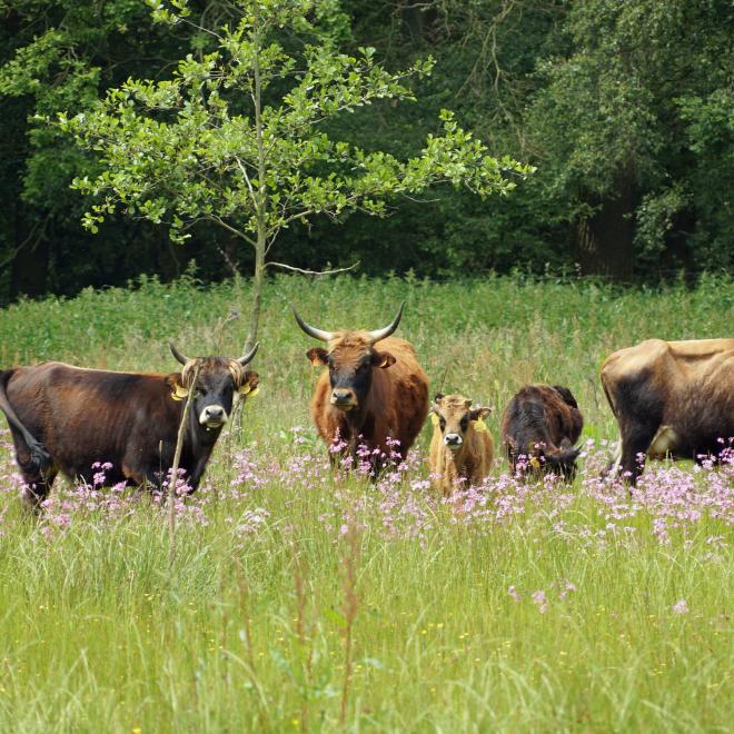 Grote grazers gebruiken een gebied elk seizoen anders, waardoor jaarrondbegrazing het grootste effect heeft. Lars Soerink. 