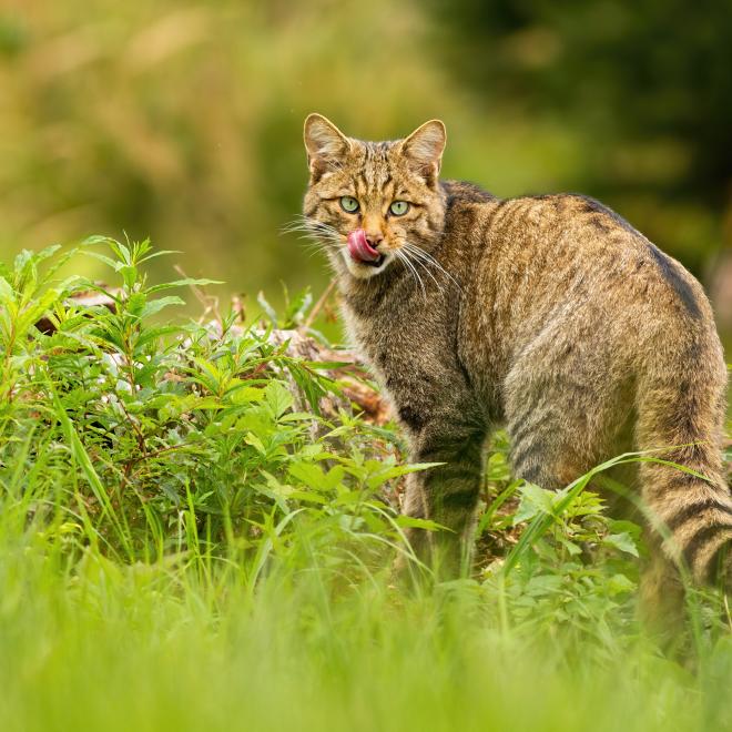 Terugkeer wilde kat