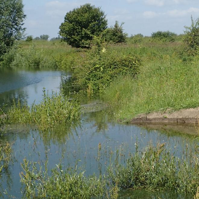 Zomerhoogwater bij de Oude Waal.