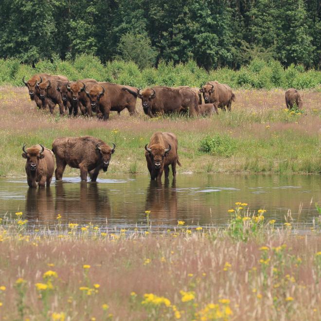 Wisentkudde op de Maashorst