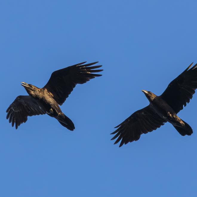 Ravenpaar 