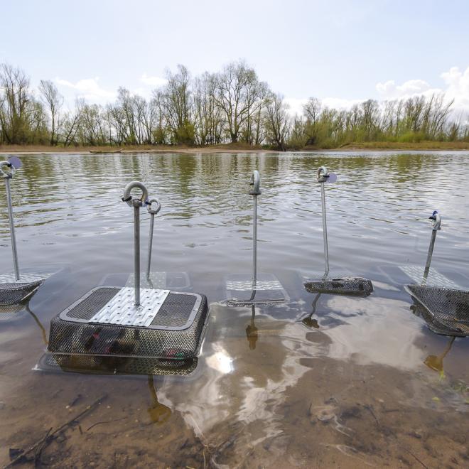 De bolle stroommosselen staan in de oeverzone klaar om uitgezet te worden. 
