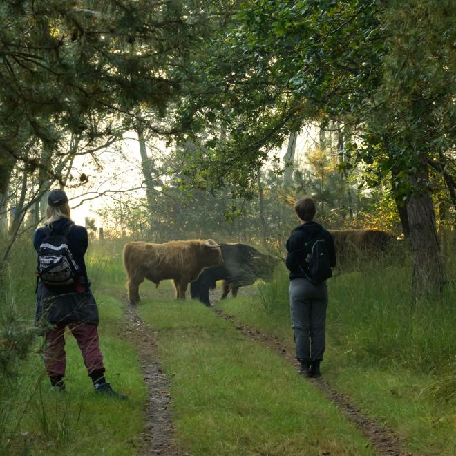 Grazers en recreanten in KempenBroek