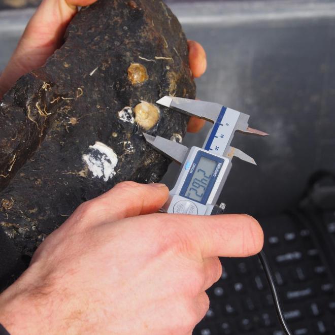 Meting van de jonge oesters bij monitoring RESO. Celeste Hesp, ARK Rewilding Nederland