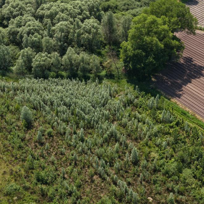 Het Groene Woud_De Dollekes_Luchtfoto_Wiebe de Jager_NIS_ARK Rewilding NL
