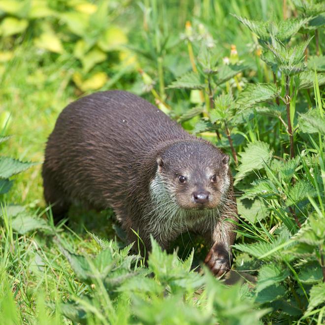 Otter verplaatst zich op de oever van een beek