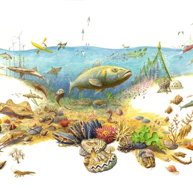 Levende_Noordzee_Jeroen Helmer_ARK Rewilding Nederland
