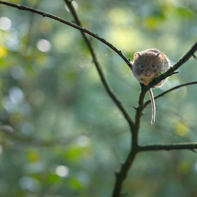 Rosse woelmuis