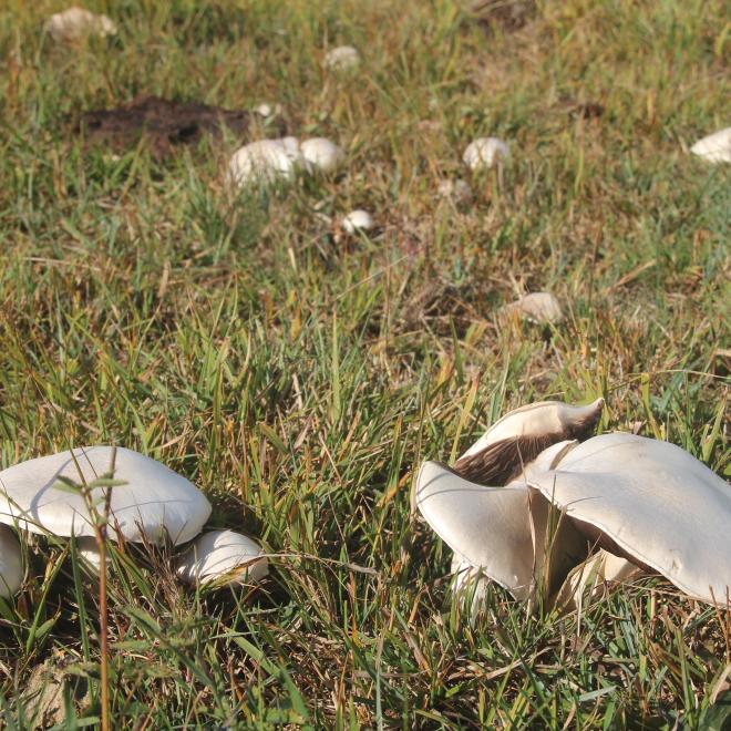 Weidechampignons in begraasd terrein