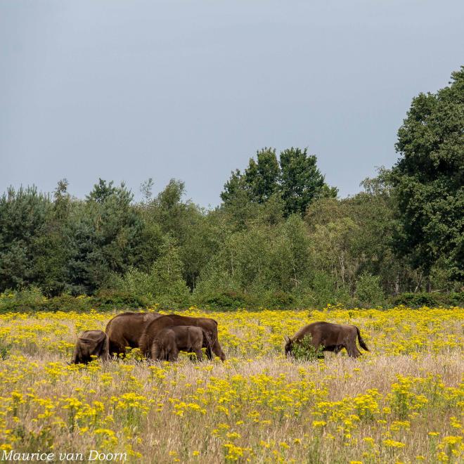 Extensieve begrazing zorgt voor bloemrijke graslanden op de Maashorst.