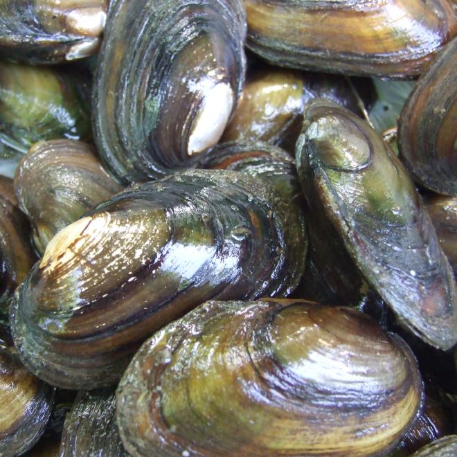 De Bataafse stroommossel is een zeldzame riviermossel met een boeiende levenswijze. Foto: Ioan Sirbu