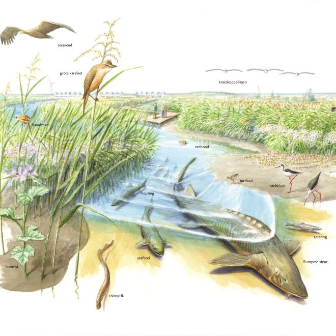 Wieringerdelta uit Natuurdroom Noord-Holland