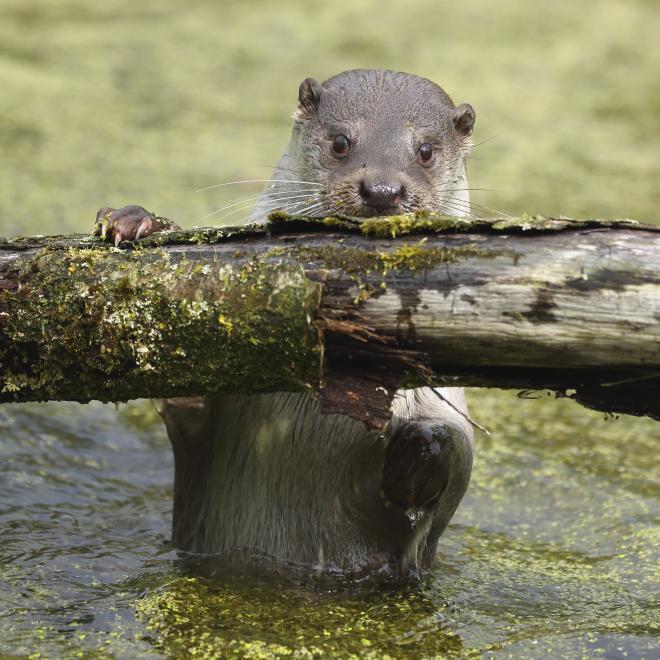 Otter. Foto: Ronald Pol