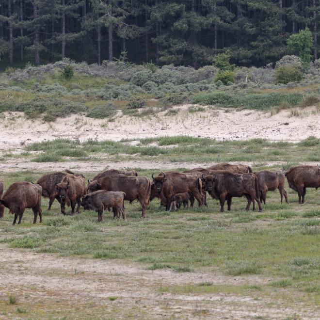Kudde wisenten Kraansvlak, foto: Ruud Maaskant