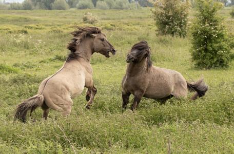 Concurentie tussen hengsten. © Sabine Wolters