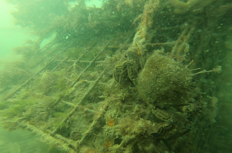 Een fluwelen zwemkrab op een van de oesterkorven. Foto: Waardenburg Ecology.