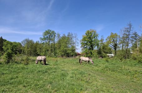 Koniks in Ingendael