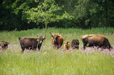 Grote grazers gebruiken een gebied elk seizoen anders, waardoor jaarrondbegrazing het grootste effect heeft. Lars Soerink. 