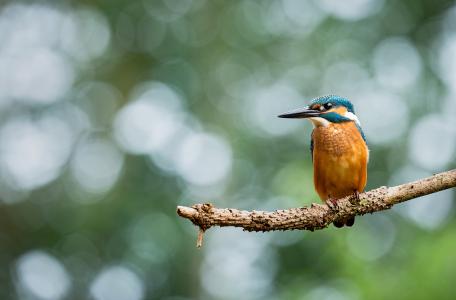 IJsvogel