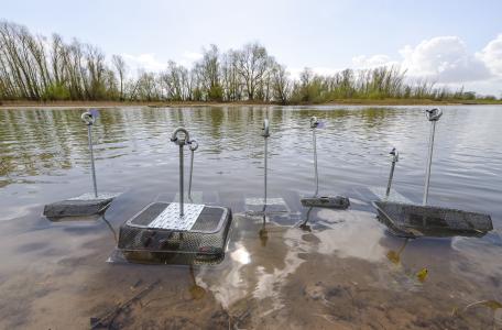 De bolle stroommosselen staan in de oeverzone klaar om uitgezet te worden. 