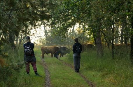 Grazers en recreanten in KempenBroek