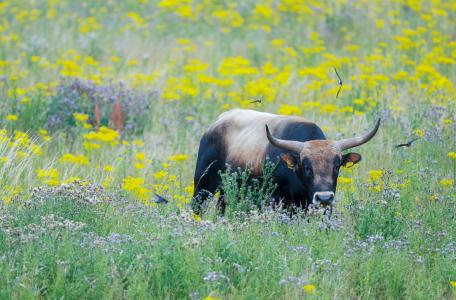 Begrazing KempenBroek