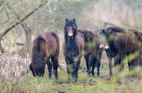 Sociale kudde Exmoor pony's in KempenBroek