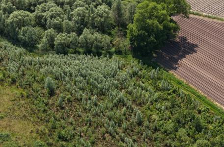 Het Groene Woud_De Dollekes_Luchtfoto_Wiebe de Jager_NIS_ARK Rewilding NL