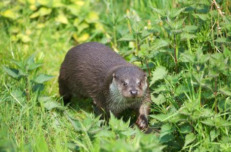 Otter verplaatst zich op de oever van een beek