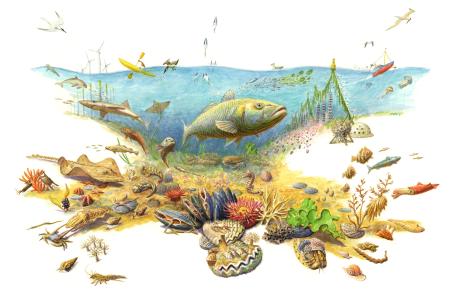 Levende_Noordzee_Jeroen Helmer_ARK Rewilding Nederland