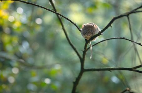 Rosse woelmuis