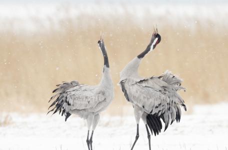 Kraanvogels