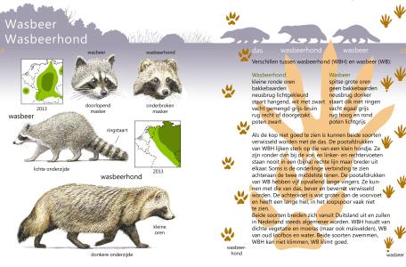 Roofdieren Veldgids Wasbeer en Wasbeerhond