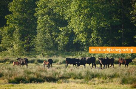 Taurossen. Foto: Bob Luijks, Natuurportret
