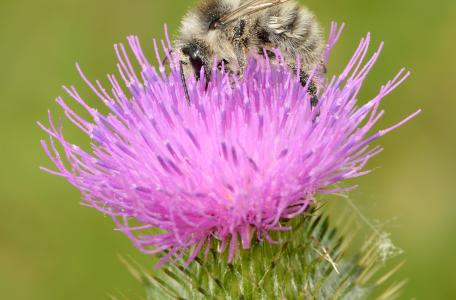 Zandhommel. Foto: Ivar Leidus (Wikimedia)