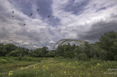 Eiland van Brienenoord, foto: Gert de Graaf