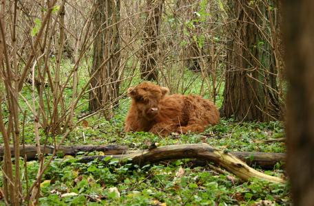 Hooglander Brienenoord