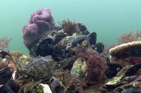 Schelpdierbank, foto: Goofy Aquavideo