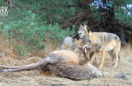 Een roedel wolven eet van een edelhert dat door een aanrijding overleden is. 