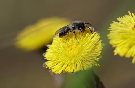 Grijze zandbij op Klein hoefblad