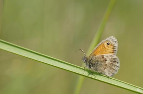 Ga mee op struintocht in coronatijd!