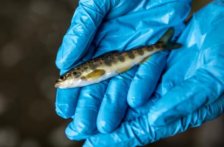 Zalm uit de Geul, foto: Aron Nijs Fotografie