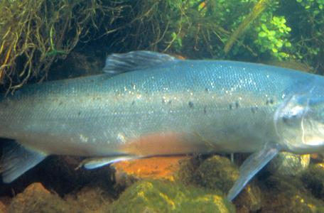 Atlantische zalm, foto: William Hartley