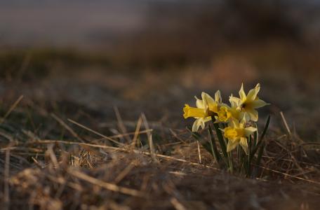 Wilde narcis