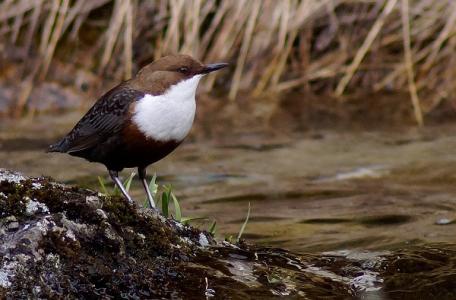 Waterspreek Foto Wikimedia Piotr Tadeusz