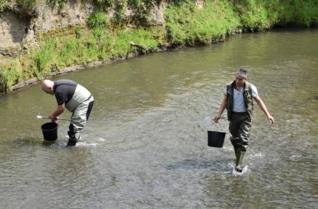 Uitzetten zalm in de Geul