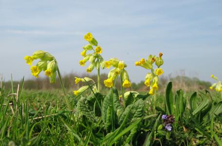 Gulden sleutelbloem