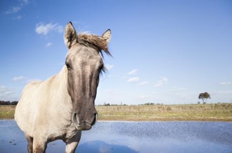 Konik Borgharen