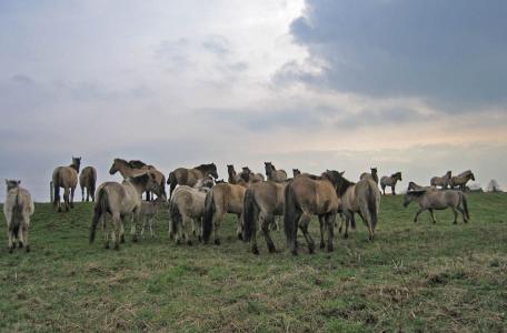 Konikpaarden op de Rug in Roosteren, foto Patrick van de Burg / FREE Nature